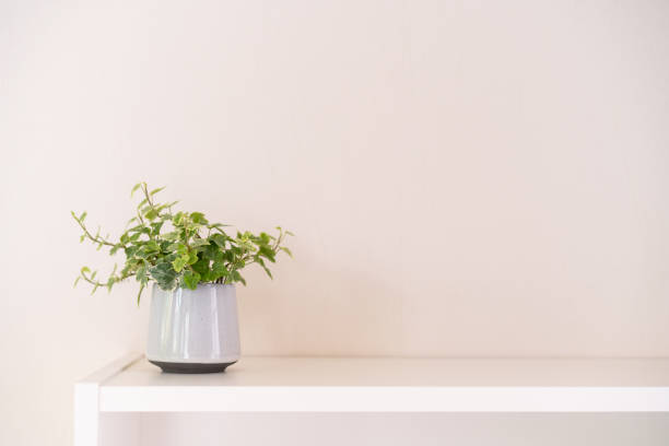 istock Small house plant for decoration. 1315883299