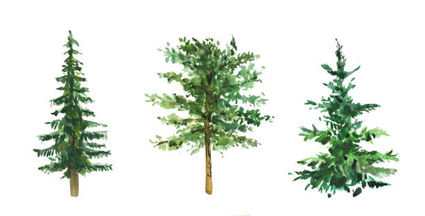 ilustrações, clipart, desenhos animados e ícones de conjunto de árvores verdes pintadas à mão em aquarela. - national wildlife reserve illustrations