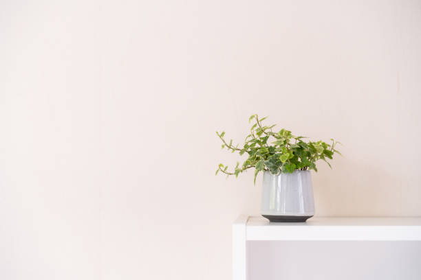istock Small house plant for decoration. 1315884241