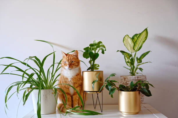 Ginger cat sitting next to a set of green potted houseplants Ginger cat sitting next to a set of green potted houseplants (peperomia, spider plant, dieffenbachia) on white wall background at home. Growing indoor plants, urban jungle spider plant photos stock pictures, royalty-free photos & images