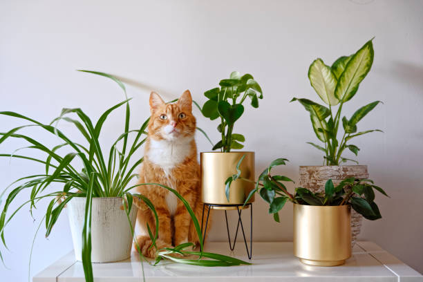 Ginger cat sitting near a set of green potted houseplants stock photo