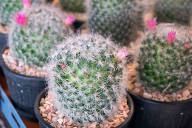 istock little various cactus and succulent plants in on small pot 1315884485