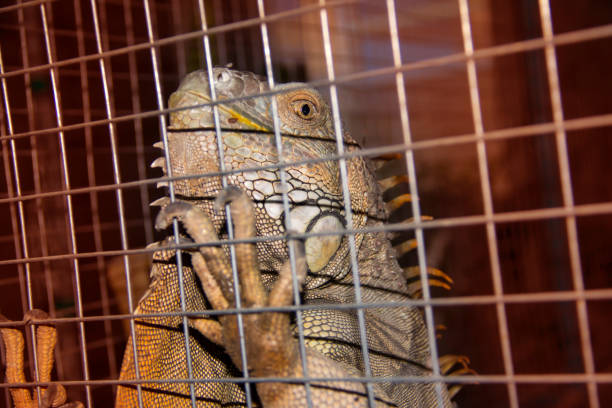 istock Wild iguana in a cage. Animal protection. 1315884766