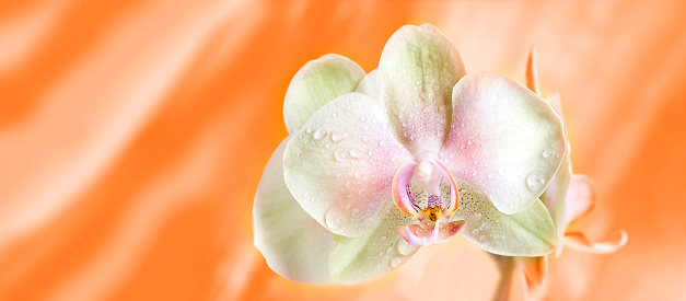 Orchid flower on an orange background. Blossom.