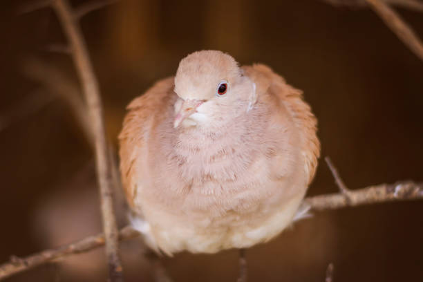 The bird sits on a tree branch. A beige dove with orange eyes.