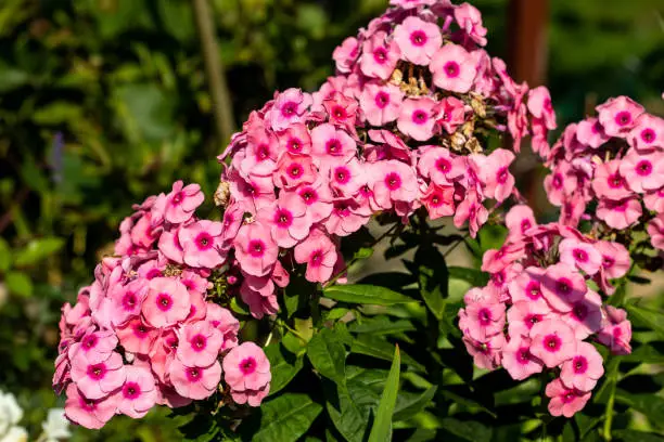 Flowering branch of pink phlox in the garden