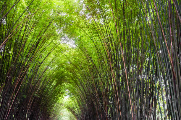 schöne landschaft grün natur bambus waldtunnel - bamboo leaf bamboo shoot feng shui stock-fotos und bilder