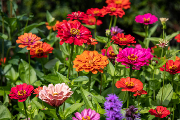 красивые красочные циннии в летнем саду - венчик лепесток фотографии стоковые фото и изображения