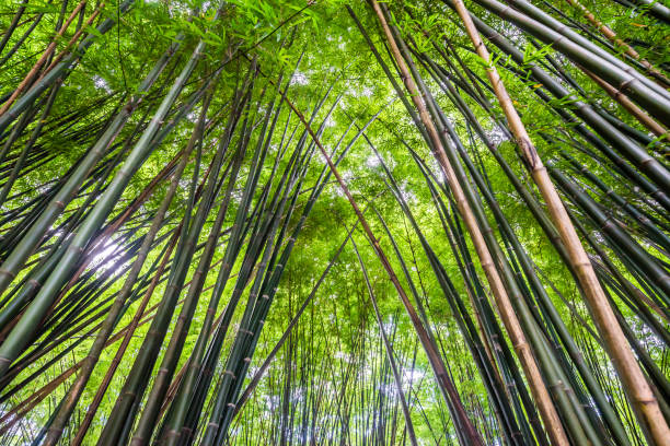 piękny krajobraz zielonej przyrody bambusowy tunel leśny - bamboo leaf bamboo shoot feng shui zdjęcia i obrazy z banku zdjęć