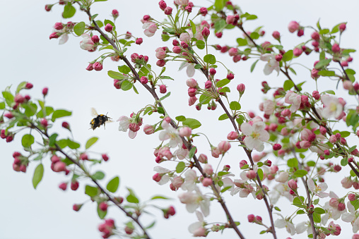 Bumblebee collects nectar from an apple blossom