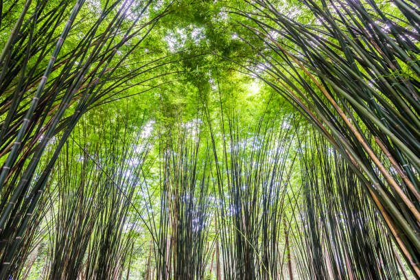 piękny krajobraz zielonej przyrody bambusowy tunel leśny - bamboo leaf bamboo shoot feng shui zdjęcia i obrazy z banku zdjęć