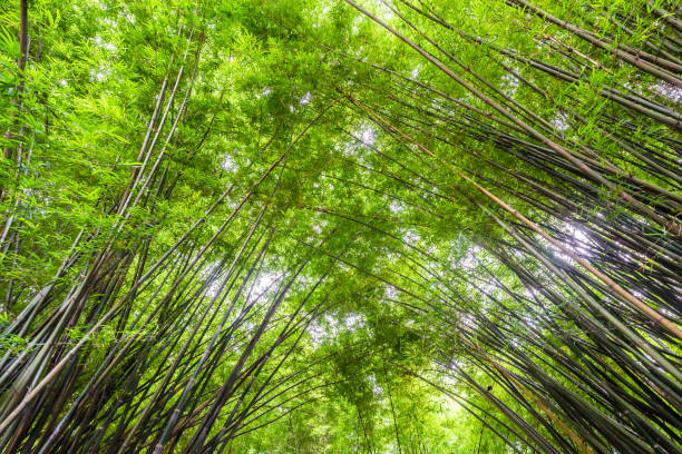 schöne landschaft grün natur bambus waldtunnel - bamboo leaf bamboo shoot feng shui stock-fotos und bilder
