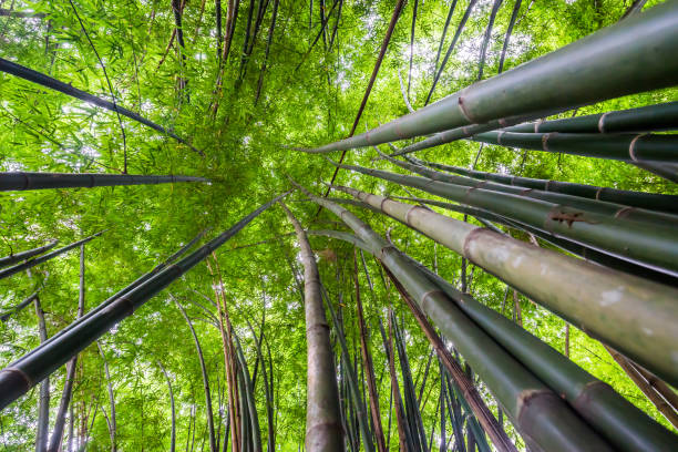 schöne landschaft grün natur bambus waldtunnel - bamboo leaf bamboo shoot feng shui stock-fotos und bilder