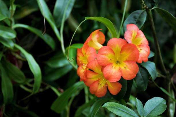 블루링 클리비아 미니라타 식물 (나탈 백합, 부시 백합 또는 카피르 백합) - kaffir lily 뉴스 사진 이미지