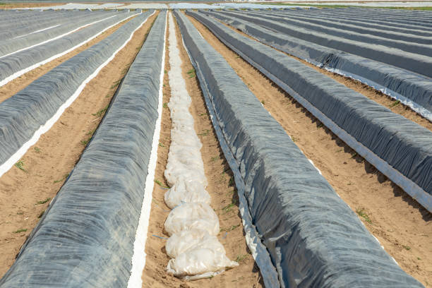 istock aspargus field in springtime with ripe aspargus and foil 1315888829