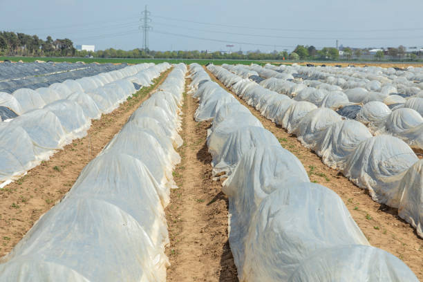 istock aspargus field in springtime with ripe aspargus and foil 1315888847