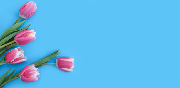 istock tulip flower on colored background 1315889891