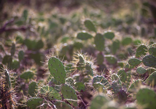 Cacti in desert, Lara state, Venezuela