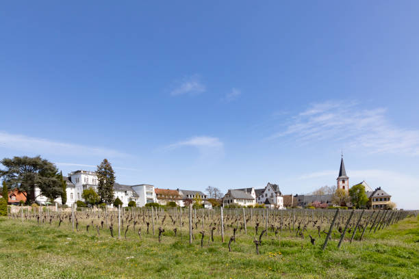 istock vineyard with old winery buildings in Hochheim, Germany 1315891235