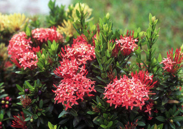 Ixora taiwanensis plant