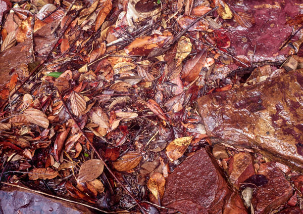 Wet ground by riverbank, Venezuela