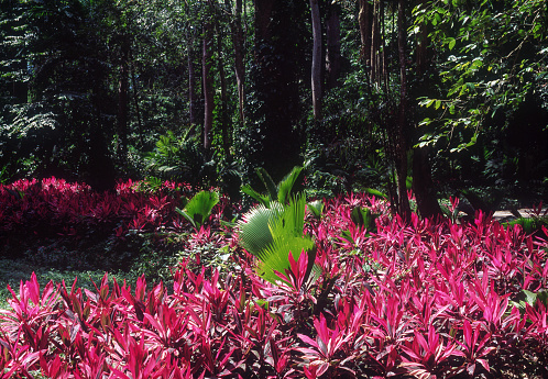 Ti plant in the forest, Venezuela