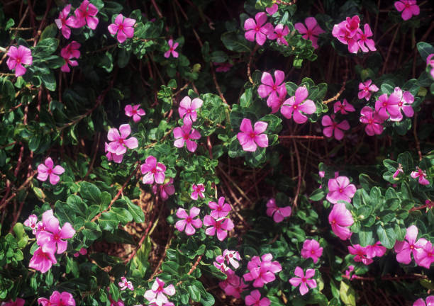 Catharanthus flower growing in the garden