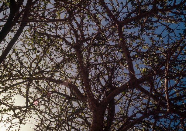 Image of a tree with only fallen branches