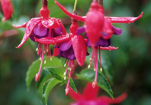 Beautiful buds and flower of red Fuchsia, background with copy space, full frame horizontal composition