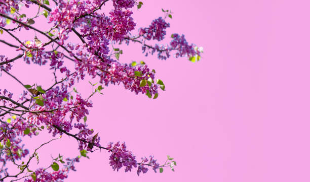 istock Spring background. Blooming tree in spring against the background of a sunny spring sky. 1315891620