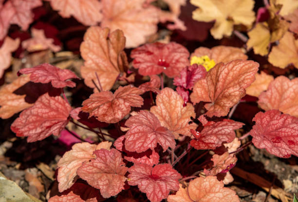 istock heuchera plants as very nice natural background 1315891673