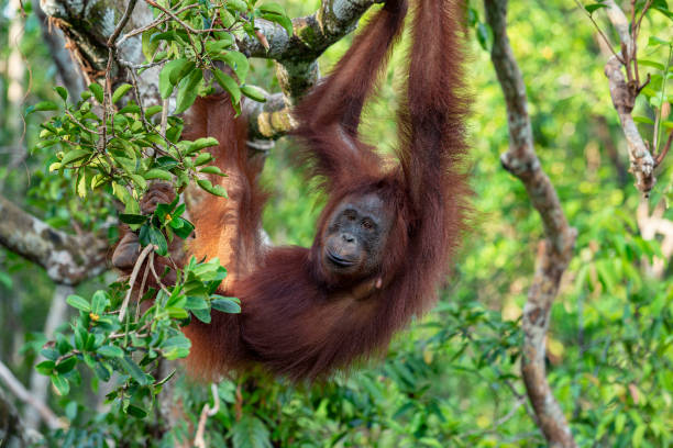 Orang Utan in the rainforest of Borneo, wildlife shot A female Bornean orangutan (Pongo pygmaeus) climbing in a tree of the rainforest of Borneo. Orang Utans are critically endangered, mostly because their habitat has decreased rapidly due to logging, forest fires and the conversion from tropical forests into palm oil plantations. iucn red list photos stock pictures, royalty-free photos & images