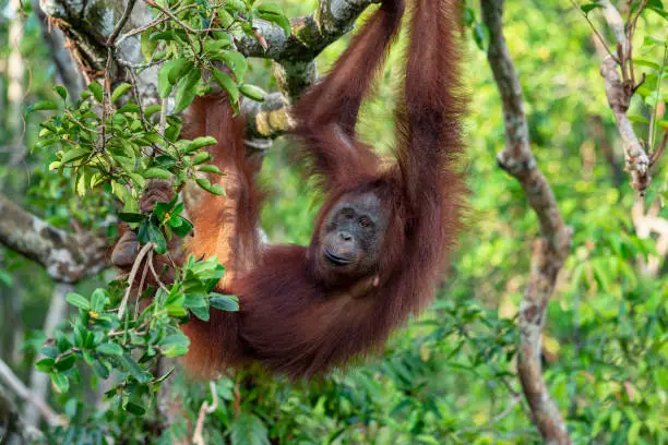 A female Bornean orangutan (Pongo pygmaeus) climbing in a tree of the rainforest of Borneo. Orang Utans are critically endangered, mostly because their habitat has decreased rapidly due to logging, forest fires and the conversion from tropical forests into palm oil plantations.