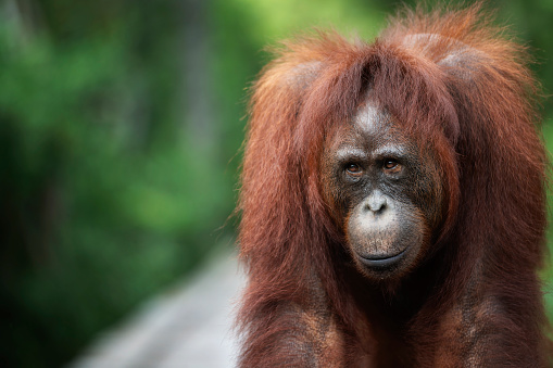 A female Bornean orangutan (Pongo pygmaeus) on a wooden jetty which leads into the rainforest of Borneo. Orang Utans are critically endangered, mostly because their habitat has decreased rapidly due to logging, forest fires and the conversion from tropical forests into palm oil plantations.