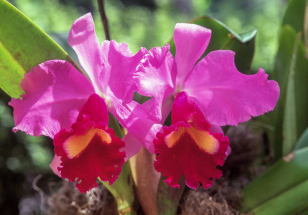 Cattleya orchid outdoors, Venezuela