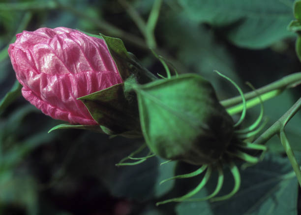 Hibiscus flower