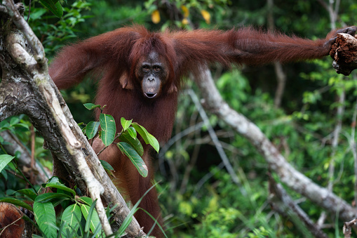 A female Bornean orangutan (Pongo pygmaeus) climbing in a tree of the rainforest of Borneo. Orang Utans are critically endangered, mostly because their habitat has decreased rapidly due to logging, forest fires and the conversion from tropical forests into palm oil plantations.