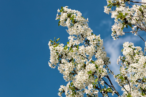 Sour Cherry & Cherry Flowers. Stock Agriculture Image.