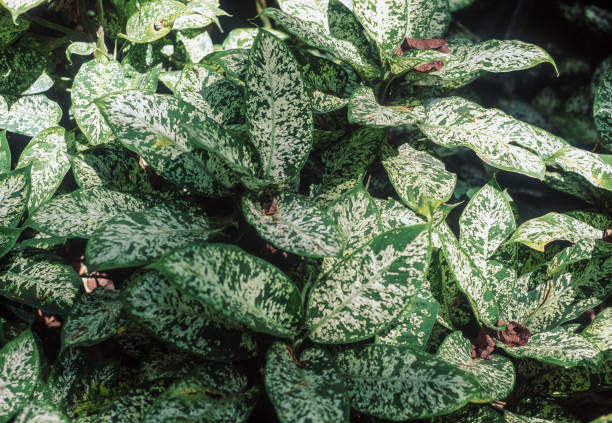 istock Dieffenbachia leaves background 1315892528