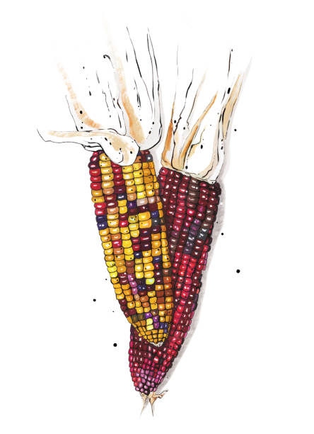 ilustrações, clipart, desenhos animados e ícones de ilustração desenhada à mão de milho de pedra arco-íris. - indian corn