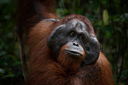 A dominant male Bornean orangutan (Pongo pygmaeus) in a close-up portrait in the rainforest of Borneo. Orang Utans are critically endangered, mostly because their habitat has decreased rapidly due to logging, forest fires and the conversion from tropical forests into palm oil plantations. Shot in Wildlife. Location: Tanjung Puting National Park, Central Kalimantan, Borneo/Indonesia.'