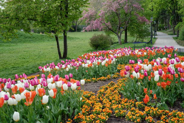 istock Colorful tulips in a spring park 1315892600
