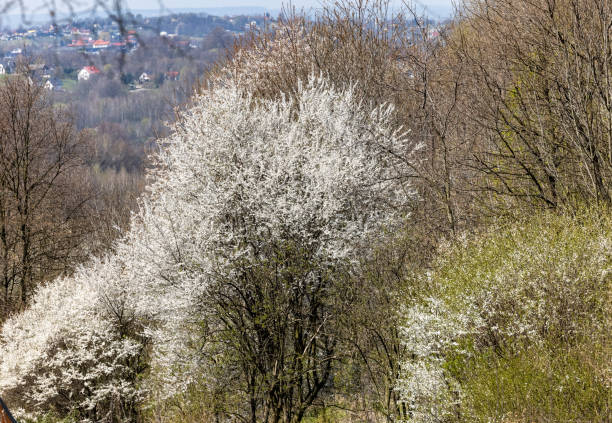 Beautifully flowering plum trees in the orchard