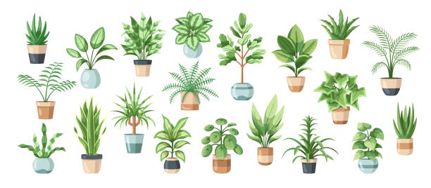 Set of flowers in pots isolated on white background Set of flowers in pots isolated on white background in flat style. Vector illustration areca palm tree stock illustrations