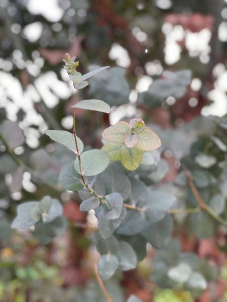 istock branch of silver eucalyptus 1315894408