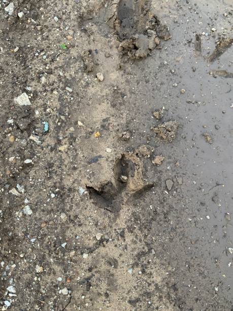 istock Mud puddle in truck tracks on a dirt road 1315895120