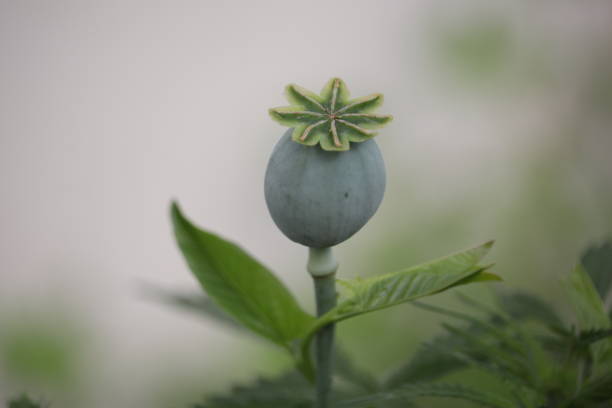 planta de semillas de amapola. - flower red poppy sky fotografías e imágenes de stock