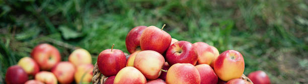 애플 수확. 녹색 잔디에 바구니에 잘 익은 빨간 사과. - apple orchard 뉴스 사진 이미지