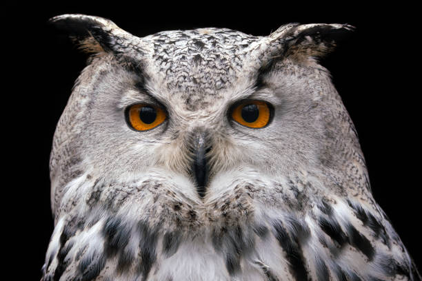 Siberian Eagle Owl on black background, Bubo bubo sibiricus.