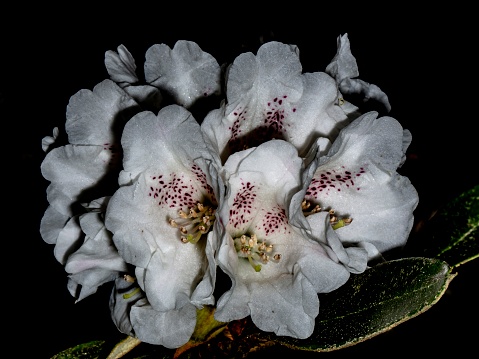 Full View: White Rhododendron Of Spring.